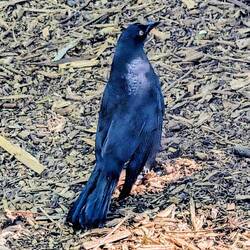 Grackle