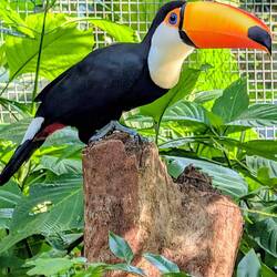Toco Toucan