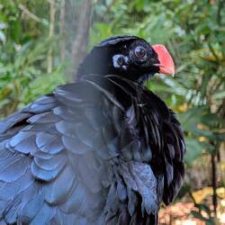 Southeastern Curassow