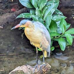 Whistling Heron