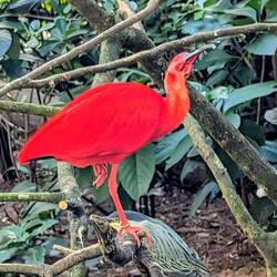 Scarlet Ibis
