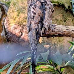 Common Potoo