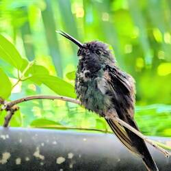 Swallow-tailed Hummingbird