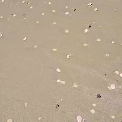 Lots of shells. Clean warm water. ❤️