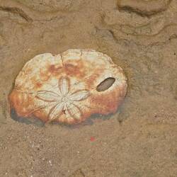 Auch das gibt es im Boden