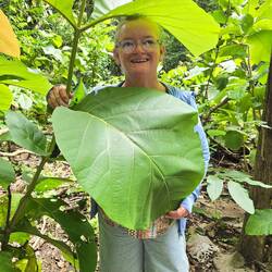 This is the kind of leaf that Adam needed in the Garden of Eden!