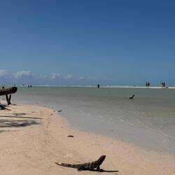 Die Echse hat sich auch kurz sehen lassen