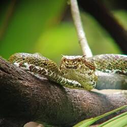 Greifschwanz Lanzenotter