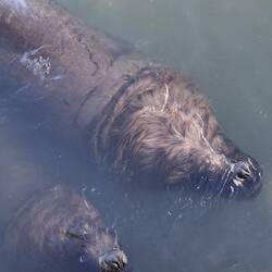 ... waiting to get scraps from the fish market clippings.