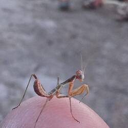 eine mini-Gottesanbeterin