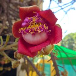 A fragrant Buddha flower, like a rose with a hint of spice