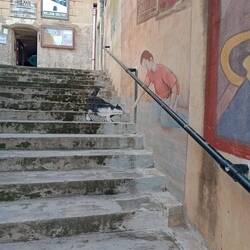 Love a bit of stair art, Mellieha