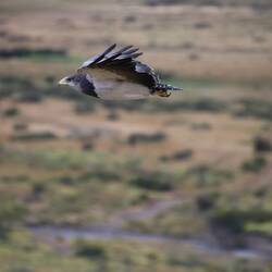 Black-chested Buzzard-Eagle