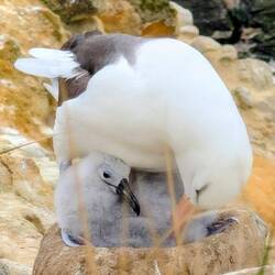 Black-browed Albatross