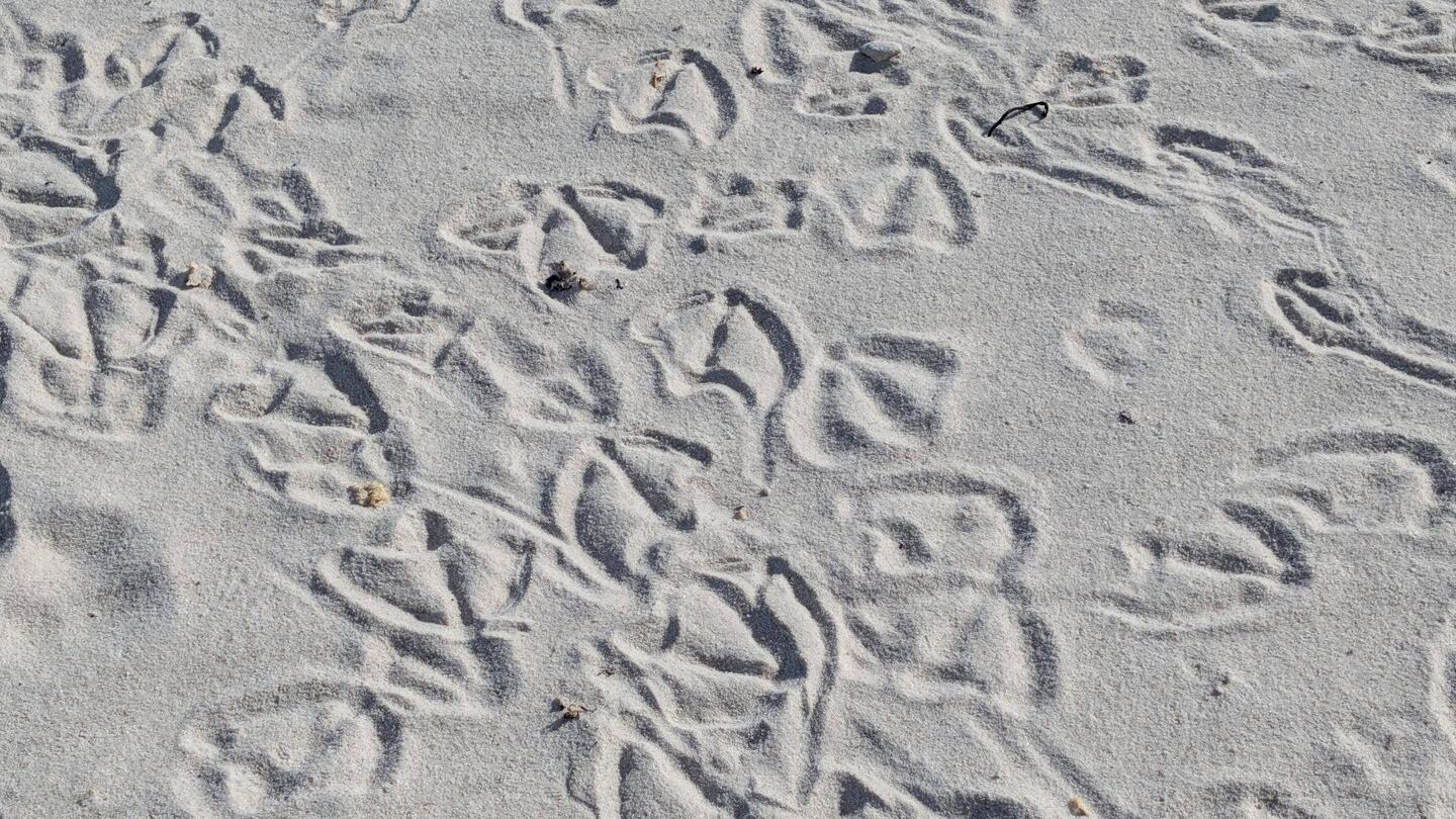 Penguin tracks