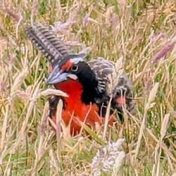 Long-tailed Meadowlark