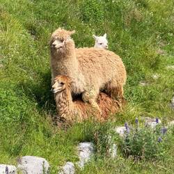 Knicki -Knacki Nachwuchspflege...😉