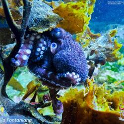Clara shared this amazing image from the Beagle Channel in her presentation, "Una Ventana al Mar."