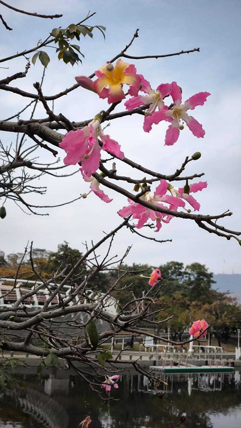 Am Heart of Love River blüht der Florettseidenbaum