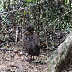 A curious Weka