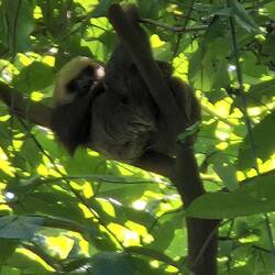 Yippie - ein Faultier