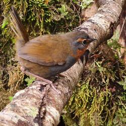 Rotkehltapaculo