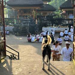 Es fanden die ganze Woche "Zeremonien" statt, die Balinesen leben den Hinduismus