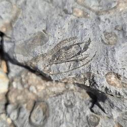 Die Fossilien im Stein zeugen davon, dass hier einmal alles Meer war