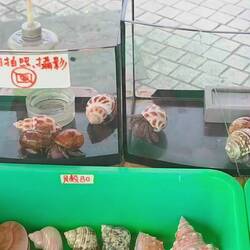 Lebendes Getier auf der Einkaufsstraße