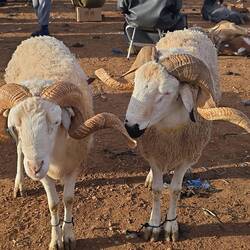 Sardi-Rasse stammt ursprünglich aus der Chaouia-Region in Marokko