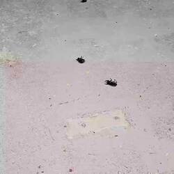 Way too many of them! Don't know if they're dead or resting!