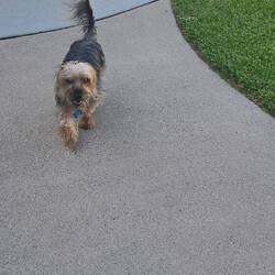 Resident dog Ernie 🐕