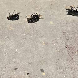 BIG f**kin June Bugs.