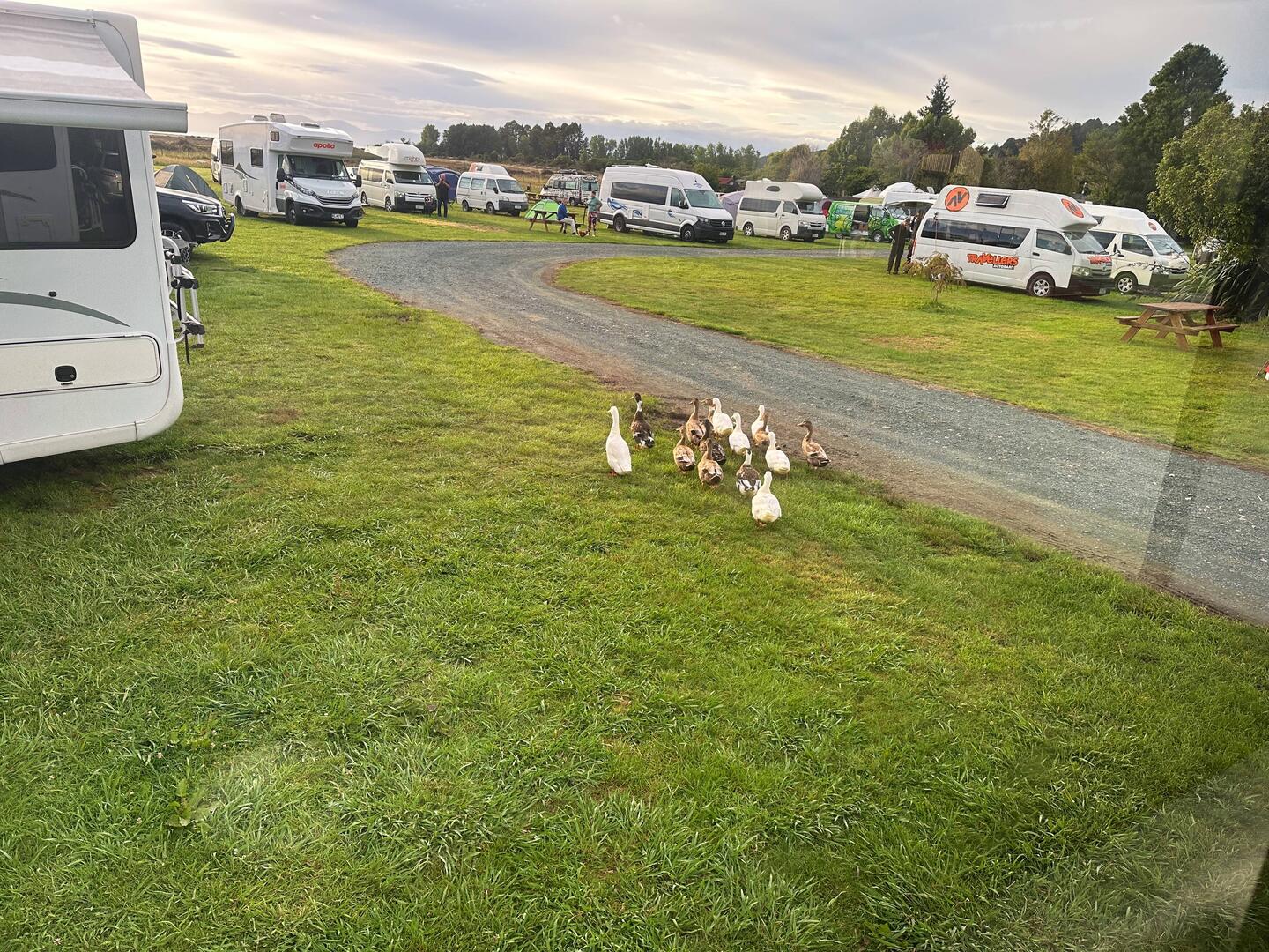 Die Enten und Gänse machten den Weckrundgang auf dem Campingplatz