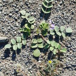 Immer wieder findet man blühende Pflanzen