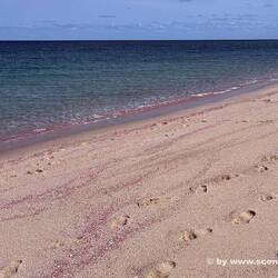 Pink Beach