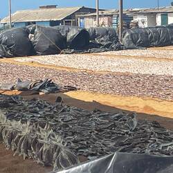 Drying all sorts of fish