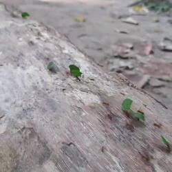 Es sind sehr viele fleißige Armeisen unterwegs