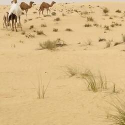 Las dunas de Al Qudra