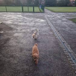 The dogs enjoyed walks with their Dad in the Water Tower Gardens near Chester Basin