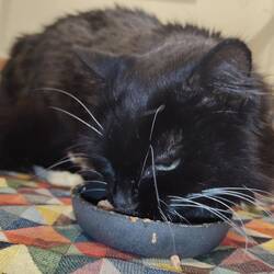 It didn't take him long to demolish it!