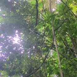 Hier macht Heke mit den Lisztaffen Bekanntschaft