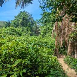 Ab durch den Dschungel