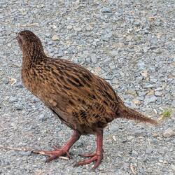 This mama Weka came right up to us. It made me a bit nervous.