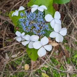 No idea what these are but it looks like a flower within a flower