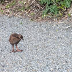 This Baby Weka was with its mom