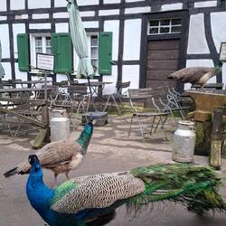 Und die Pfauen gibt's gratis dazu.