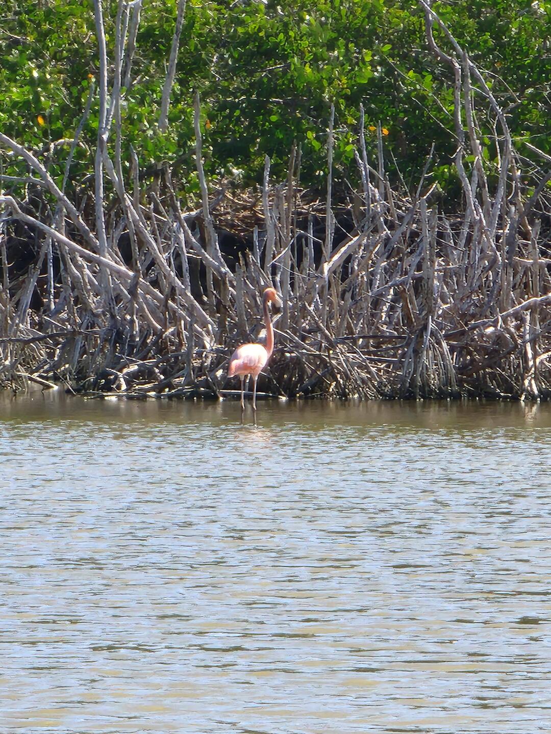 First time I have seen a flamingo outside of a zoo.