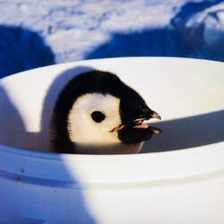 Emperor penguin chick waiting for its turn to be sampled — from Gary's IBD presentation.