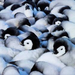 Emperor penguin chicks in a huddle once they are old enough to be left alone.
